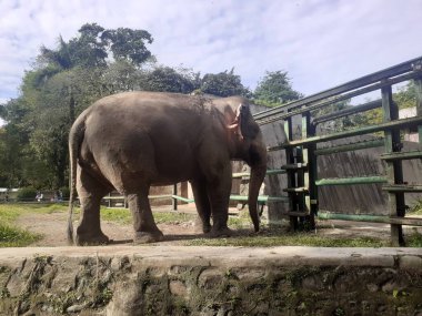 A Sumatran elephant seen from behind while taking food in its cage, in the Ragunan Wildlife Park area.