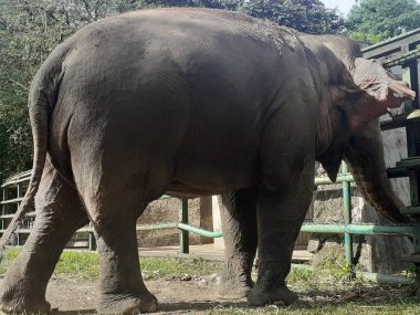 A Sumatran elephant seen from behind while taking food in its cage, in the Ragunan Wildlife Park area.