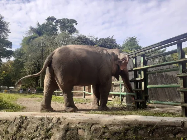 A Sumatran elephant seen from behind while taking food in its cage, in the Ragunan Wildlife Park area.