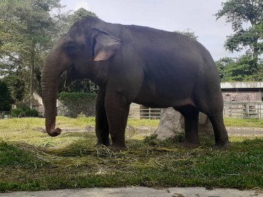 A Sumatran elephant seen from behind while taking food in its cage, in the Ragunan Wildlife Park area.