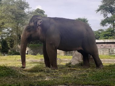 A Sumatran elephant seen from behind while taking food in its cage, in the Ragunan Wildlife Park area.