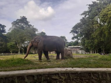 A Sumatran elephant seen from behind while taking food in its cage, in the Ragunan Wildlife Park area.