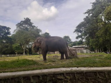 A Sumatran elephant seen from behind while taking food in its cage, in the Ragunan Wildlife Park area.