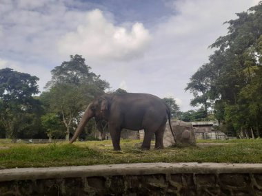 A Sumatran elephant seen from behind while taking food in its cage, in the Ragunan Wildlife Park area.