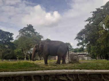 A Sumatran elephant seen from behind while taking food in its cage, in the Ragunan Wildlife Park area.