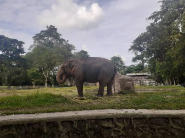 A Sumatran elephant seen from behind while taking food in its cage, in the Ragunan Wildlife Park area.
