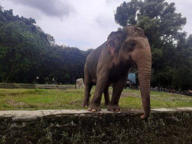 A Sumatran elephant walking around is seen occasionally raising its trunk in front of its face as an attraction at the wildlife park.