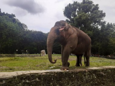A Sumatran elephant walking around is seen occasionally raising its trunk in front of its face as an attraction at the wildlife park.