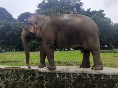 A Sumatran elephant walking around is seen occasionally raising its trunk in front of its face as an attraction at the wildlife park.