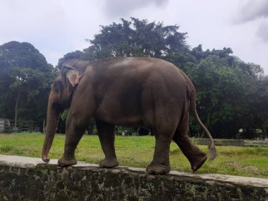 A Sumatran elephant walking around is seen occasionally raising its trunk in front of its face as an attraction at the wildlife park.