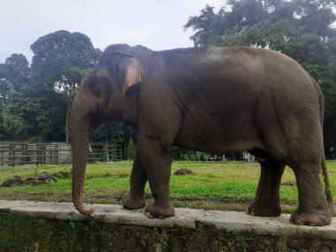 A Sumatran elephant walking around is seen occasionally raising its trunk in front of its face as an attraction at the wildlife park.