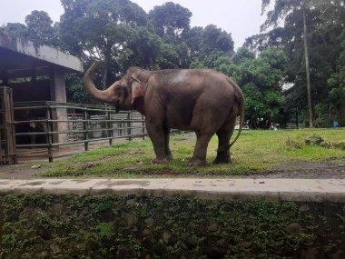 A Sumatran elephant walking around is seen occasionally raising its trunk in front of its face as an attraction at the wildlife park.