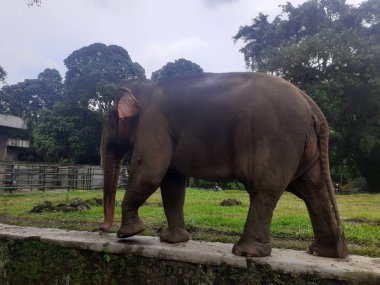 A Sumatran elephant walking around is seen occasionally raising its trunk in front of its face as an attraction at the wildlife park.