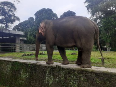 A Sumatran elephant walking around is seen occasionally raising its trunk in front of its face as an attraction at the wildlife park.