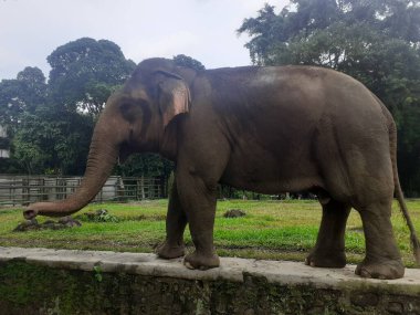 A Sumatran elephant walking around is seen occasionally raising its trunk in front of its face as an attraction at the wildlife park.