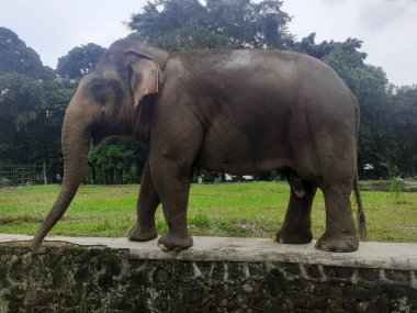 A Sumatran elephant walking around is seen occasionally raising its trunk in front of its face as an attraction at the wildlife park.