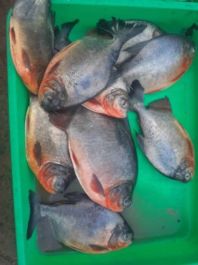 Geleneksel balık satıcılarının tepsilerinde bir sürü taze pomfret balığı var..