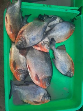 Geleneksel balık satıcılarının tepsilerinde bir sürü taze pomfret balığı var..