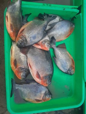 Geleneksel balık satıcılarının tepsilerinde bir sürü taze pomfret balığı var..