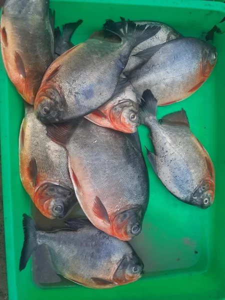 Spousta Čerstvých Pompézních Ryb Podnosech Tradičních Prodavačů Ryb — Stock fotografie