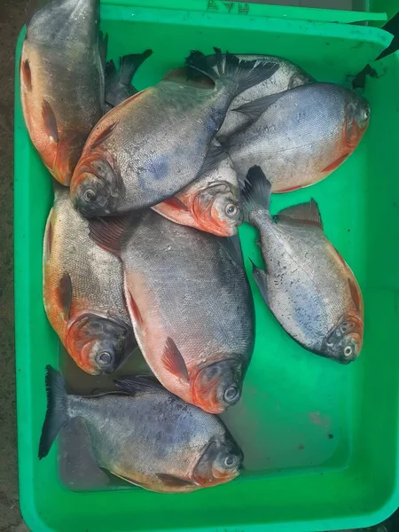 Πολλά Φρέσκα Ψάρια Pomfret Στους Δίσκους Των Παραδοσιακών Πλανόδιων Πωλητών — Φωτογραφία Αρχείου