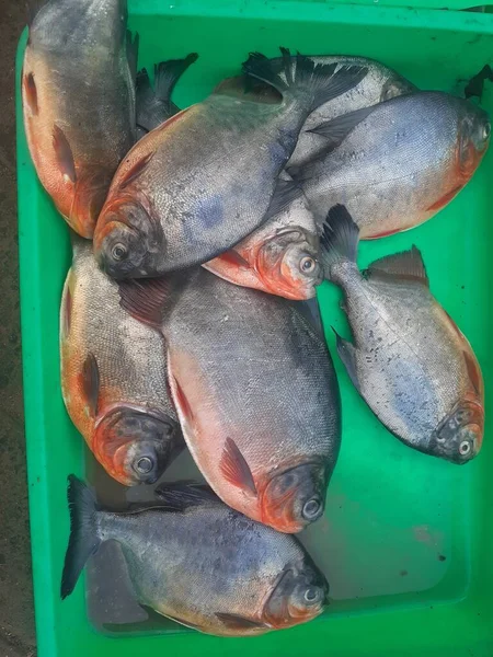 Spousta Čerstvých Pompézních Ryb Podnosech Tradičních Prodavačů Ryb — Stock fotografie