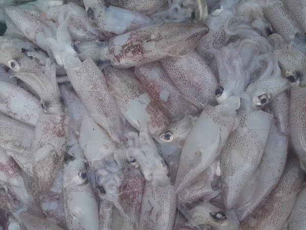Lots Fresh Squid Tray Streetside Traditional Market Fish Seller — Stock Photo, Image