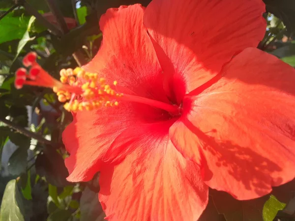 Färsk Röd Blommande Hibiskus Blommor Trädgården Terrassen Huset Clear Sky — Stockfoto