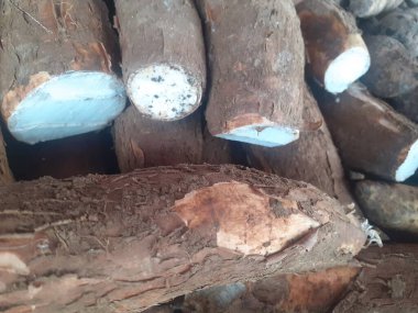 Manihot esculenta bilimsel adı Cassava. Euphorbiaceae kabilesinden tropikal ve subtropikal çalılar. Geleneksel karbonhidrat içeren temel gıdalar.