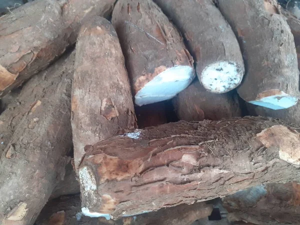 キャッサバのマニホット エスカリエンタの学名 ユーフォルビア科の熱帯 亜熱帯の低木 炭水化物を含む伝統的な主食 — ストック写真