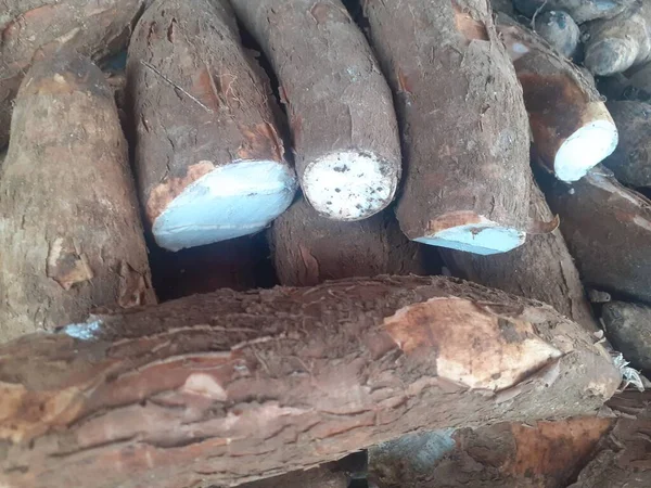 キャッサバのマニホット エスカリエンタの学名 ユーフォルビア科の熱帯 亜熱帯の低木 炭水化物を含む伝統的な主食 — ストック写真