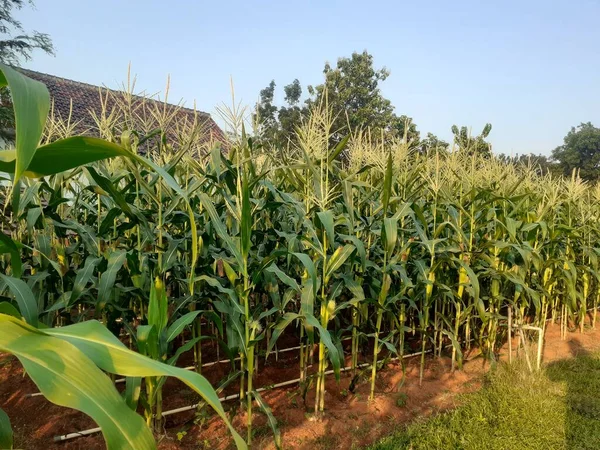 Stock image You can see the green, young corn plants that grow tall and lush in the city park, which are planted by city farmers.