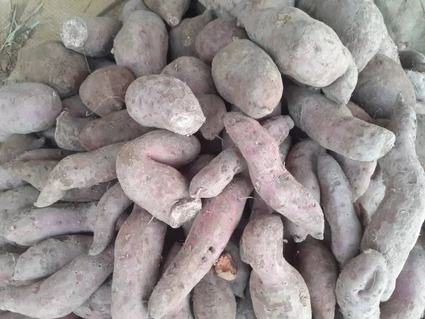 Tatlı patatesler (ipomoea batatas) geleneksel tüccarlar tarafından satılan toprakta çiğ. Yer elması bir tür ekilmiş bitkidir, kullanılan kısım yumru oluşturan kökler. Temel besin kaynaklarından biri..