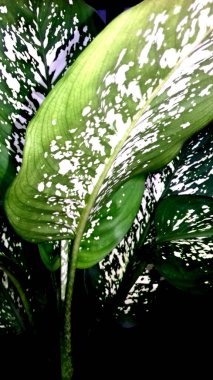 Yaprakları yeşil olan bir bitkinin fotoğrafı. Duvar kağıdı, arkaplan ve diğerleri olarak kullanılabilir.