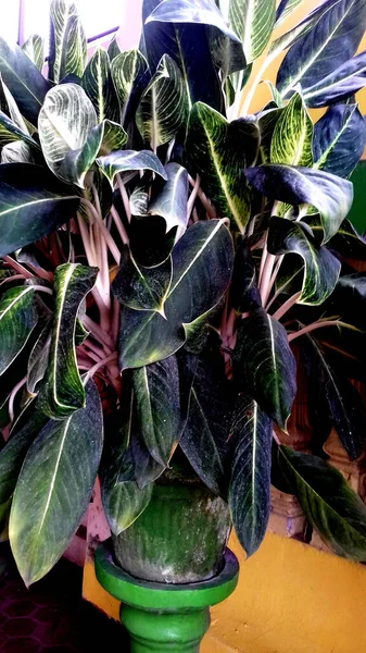 葉が緑色の植物の写真 壁紙や背景などにもご利用いただけます — ストック写真