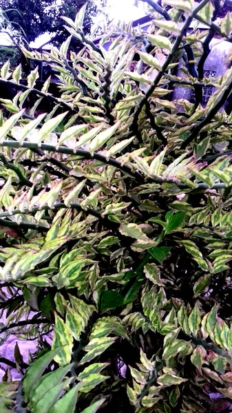 Yaprakları Yeşil Olan Bir Bitkinin Fotoğrafı Duvar Kağıdı Arkaplan Diğerleri — Stok fotoğraf