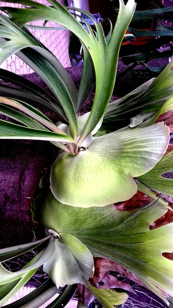 Zdjęcie Rośliny Której Liście Zielone Może Być Stosowany Jako Tapety — Zdjęcie stockowe