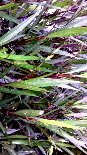 Фото Растения Листья Которого Зеленые Использоваться Качестве Обоев Фона Других — стоковое фото