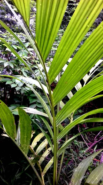 Φωτογραφία Ενός Φυτού Του Οποίου Φύλλα Είναι Πράσινα Μπορεί Χρησιμοποιηθεί — Φωτογραφία Αρχείου