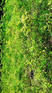 Bitki fotoğrafçılığı, yeşil yaprak rengi, duvar kağıdı veya arkaplan olarak kullanılabilir.