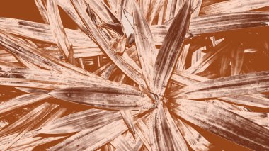 Bitki fotoğrafçılığı, kahverengimsi bej rengi, duvar kağıdı veya arkaplan olarak kullanılabilir.