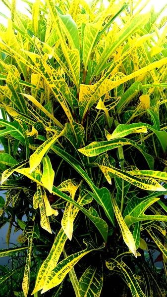 植物写真のイラスト 緑の葉の色 壁紙や背景として使用することができます — ストック写真