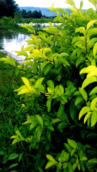 Εικονογράφηση Των Φυτών Φωτογραφία Πράσινο Χρώμα Των Φύλλων Μπορεί Χρησιμοποιηθεί — Φωτογραφία Αρχείου