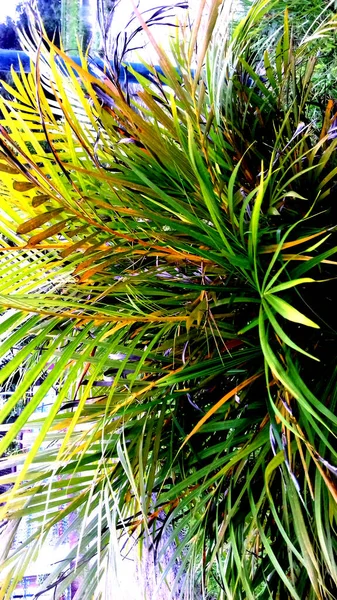 Illustration Der Pflanzenfotografie Grüne Blattfarbe Kann Als Hintergrund Oder Hintergrund — Stockfoto