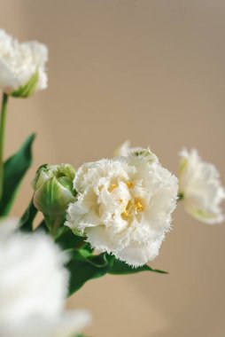 Bej arkaplanda güzel beyaz lalelerin maketi.