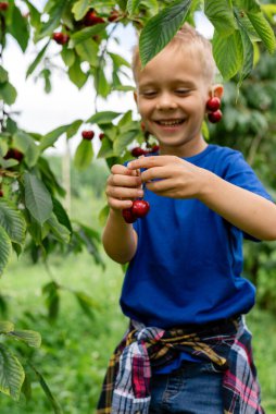 Bahçede kiraz toplayan bir çocuk..