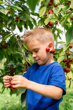 Kiraz hasadı sırasında meyve bahçesindeki bir çocuğun samimi portresi..