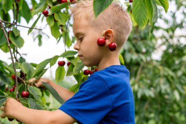 Kiraz hasadı sırasında meyve bahçesindeki bir çocuğun samimi portresi..