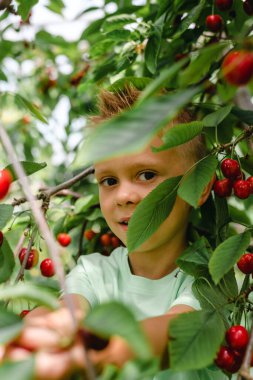Kiraz hasadı sırasında meyve bahçesindeki bir çocuğun samimi portresi..