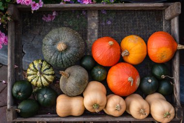 Çiftçi pazarında dekoratif kabaklar ve mini balkabakları.